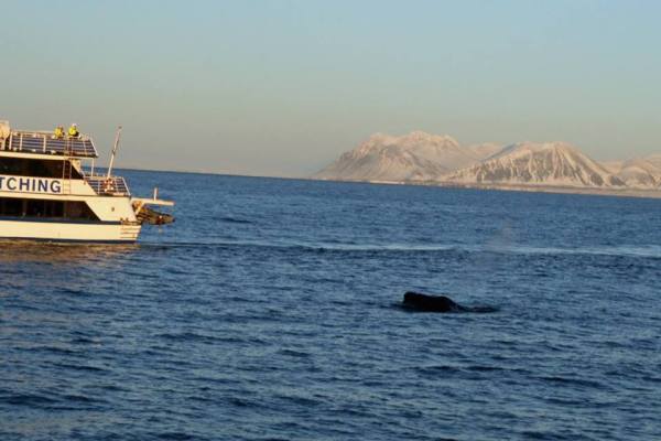 It's a humpback. Promise...